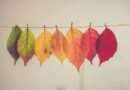 Seasons