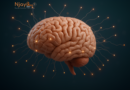 Human Brain